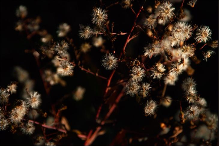 AWAYFlowerSeeds0054-9